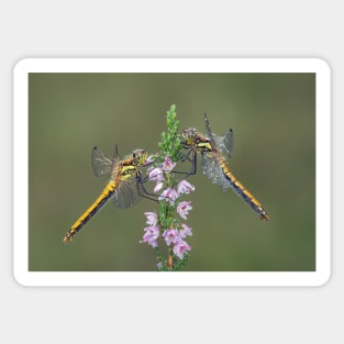 Female Black Darters Sticker